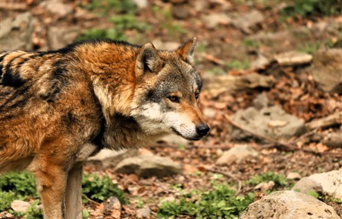 Immagine 2026 04 29 204127 494 x 317