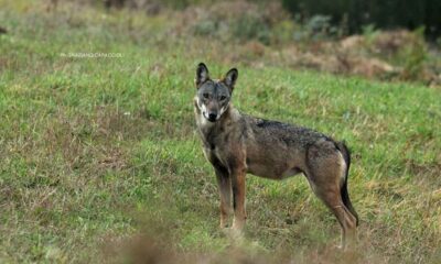 Lupo Fotografia di Graziano Capaccioli copia copia