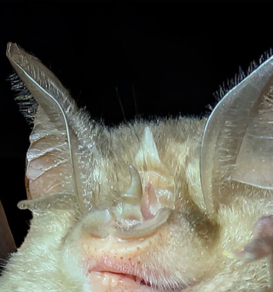 Rhinolophuseuryale