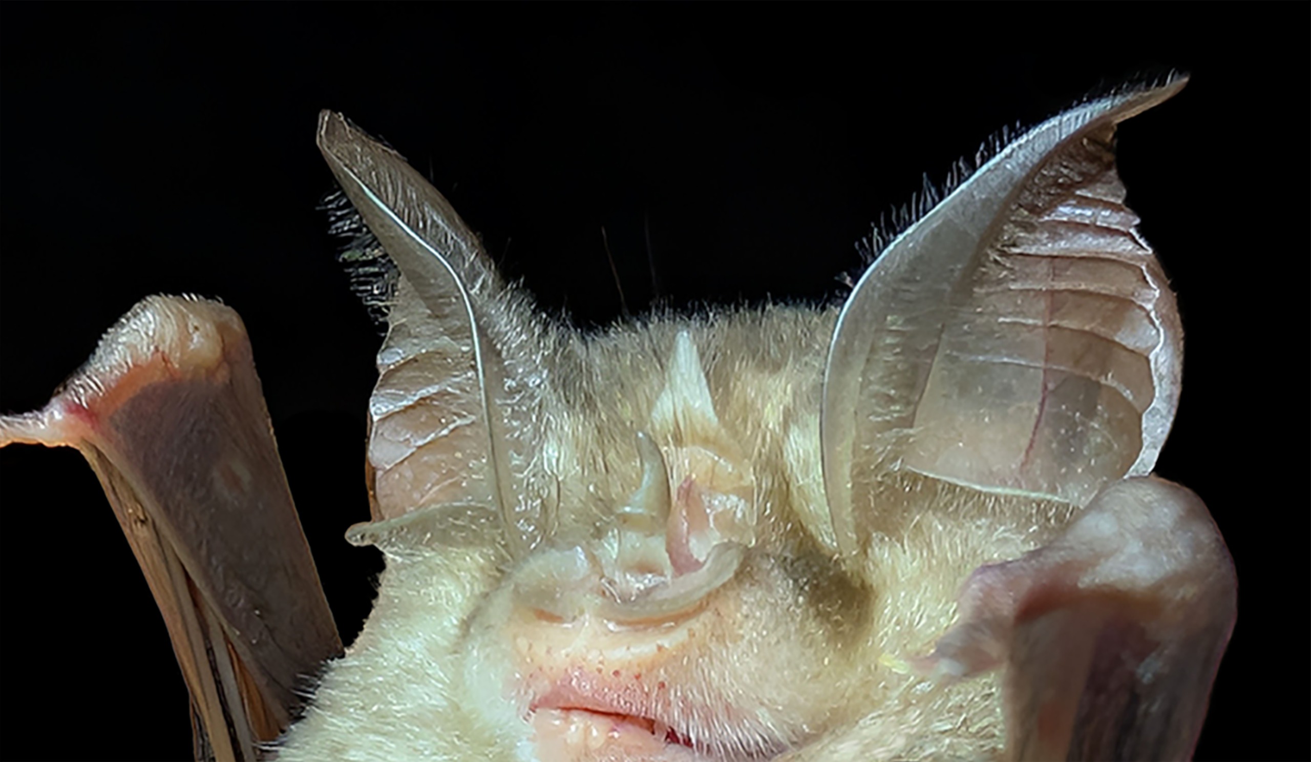 GROTTE DI STIFFE: SCOPERTO IL RHINOLOPHUS EURYALE TRA I 350 PIPISTRELLI PRESENTI, PUBBLICATO L'IMPORTANTE STUDIO SU SPECIE VULNERABILE E RARA IN ABRUZZO