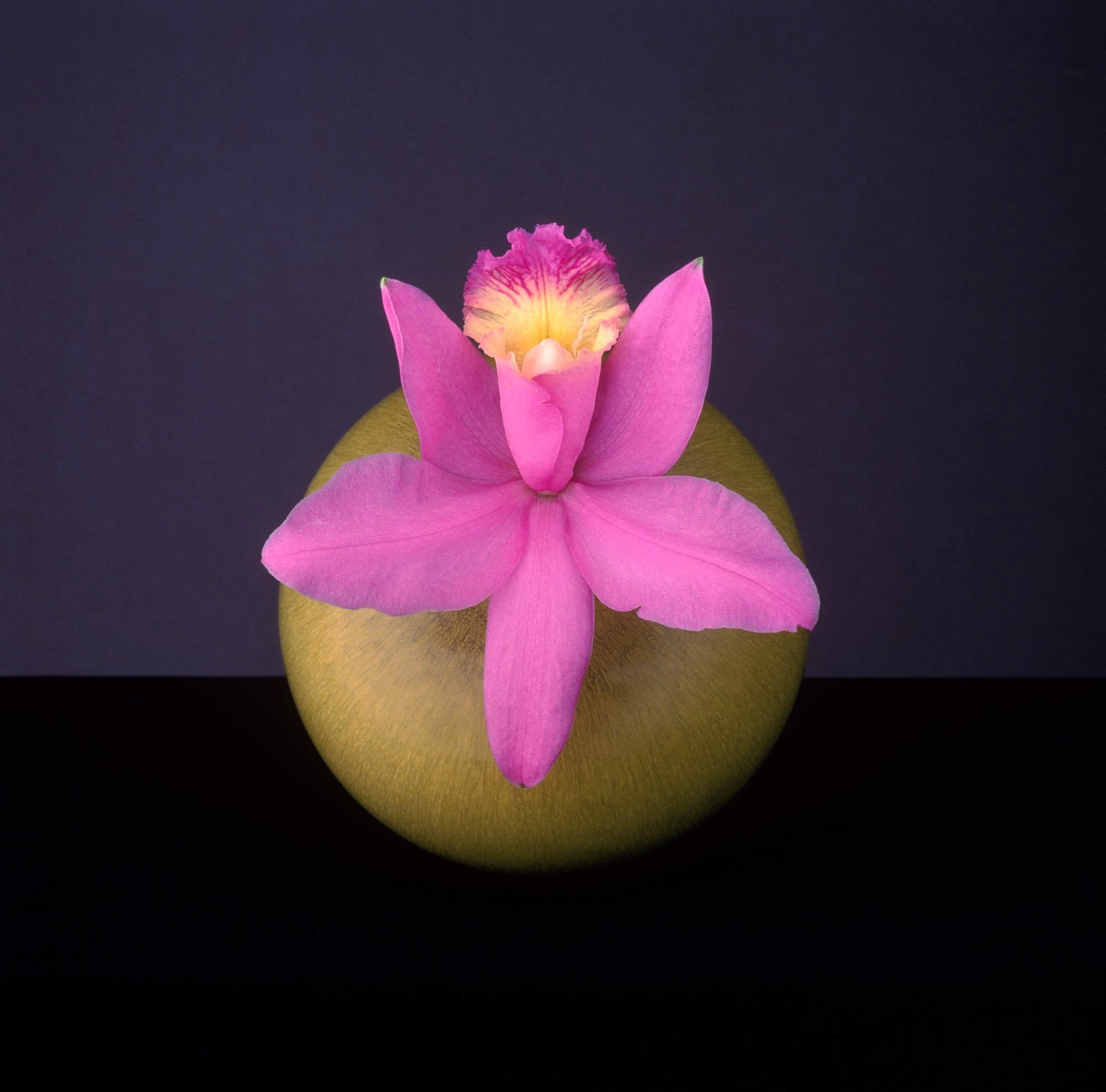 ROBERT MAPPLETHORPE: LA PERFEZIONE CLASSICA SBARCA ALL'ARA PACIS CON INEDITI ITALIANI