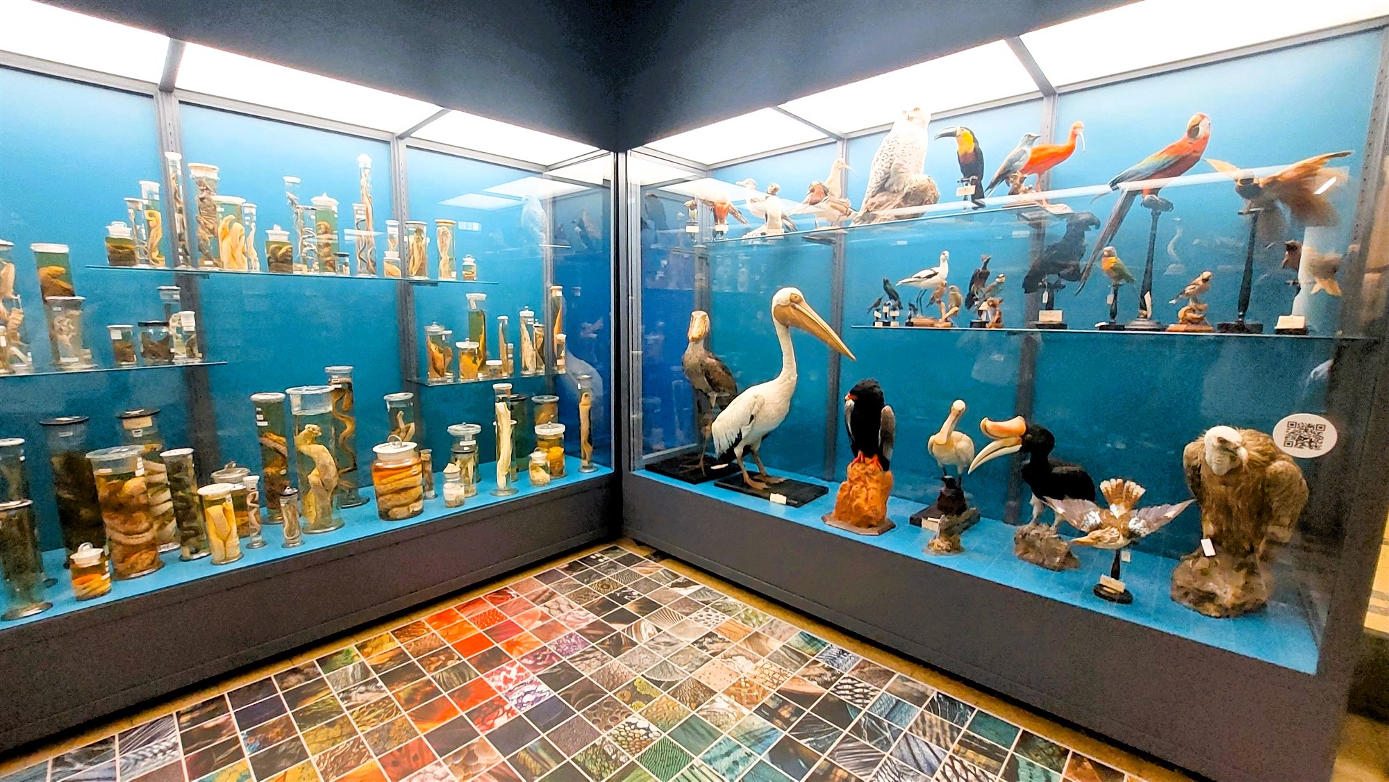 OLTRE LA NATURA: ROMA SVELA IL "BIOVERSO" E I TESORI SEGRETI DEL MUSEO DI ZOOLOGIA 46 OLTRE LA NATURA: ROMA SVELA IL "BIOVERSO" E I TESORI SEGRETI DEL MUSEO DI ZOOLOGIA