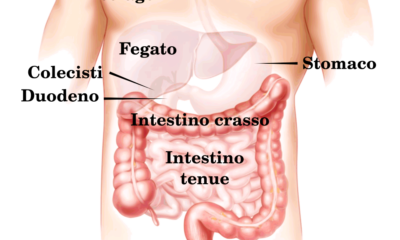 Digestive appareil it.svg