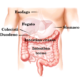 Digestive appareil it.svg