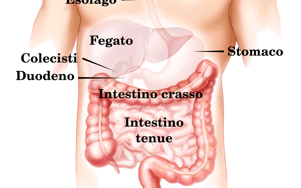 Digestive appareil it.svg