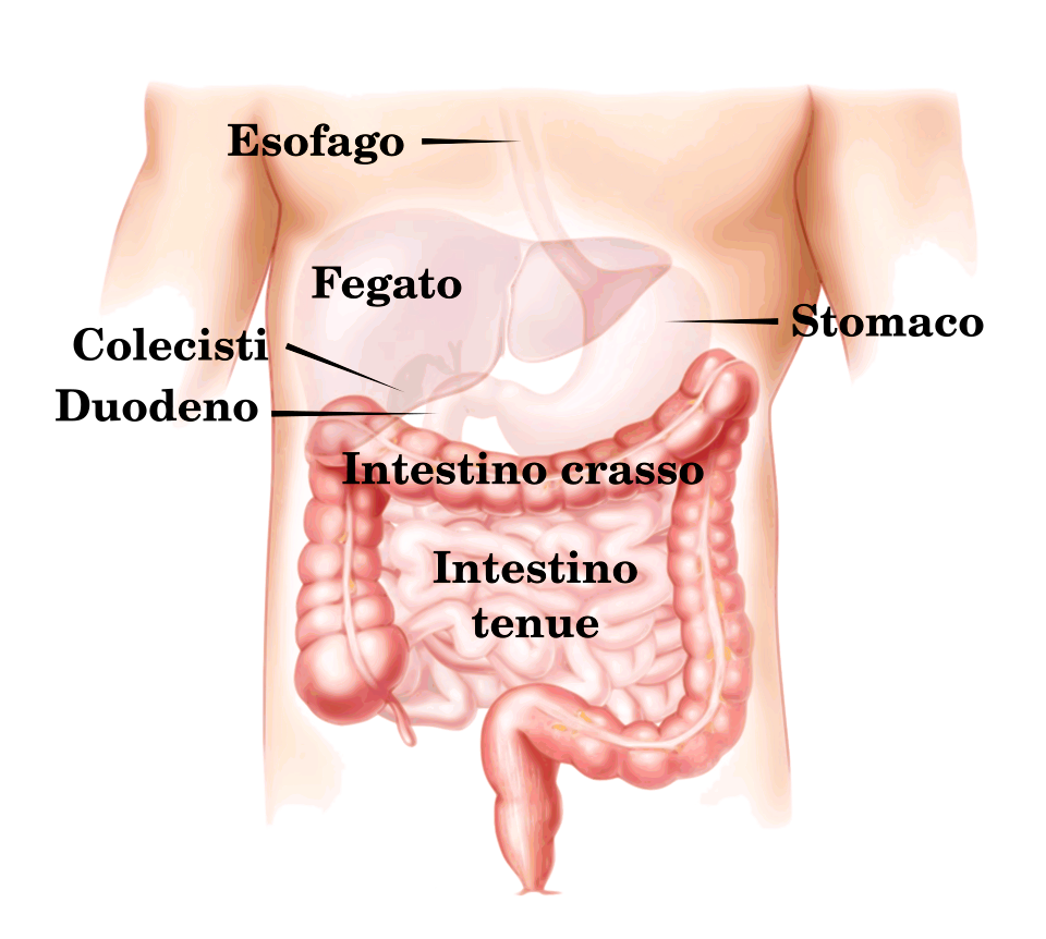 Digestive appareil it.svg