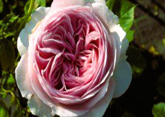 Rosa inglese cristopher marlowe264 290x149 1