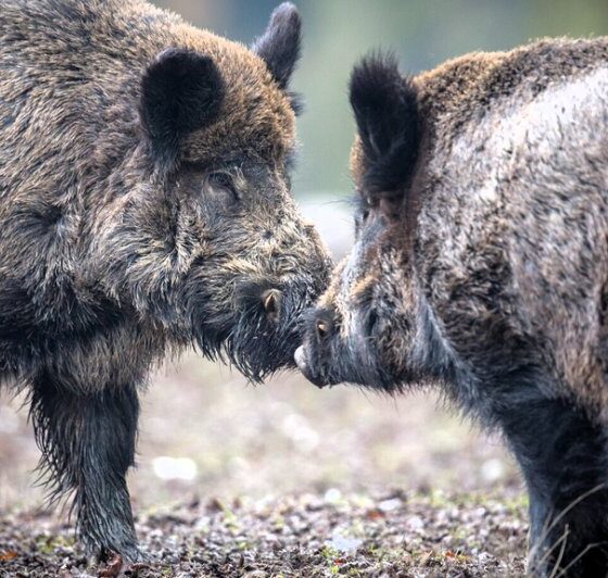 b41400d4084618c3834909527c504176 M