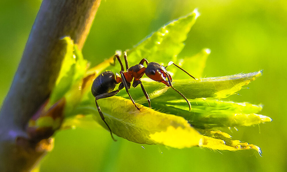 INFO GARDEN - I RIMEDI NATURALI PER TENERE LE FORMICHE IN GIARDINO