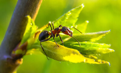 formica orto giardino