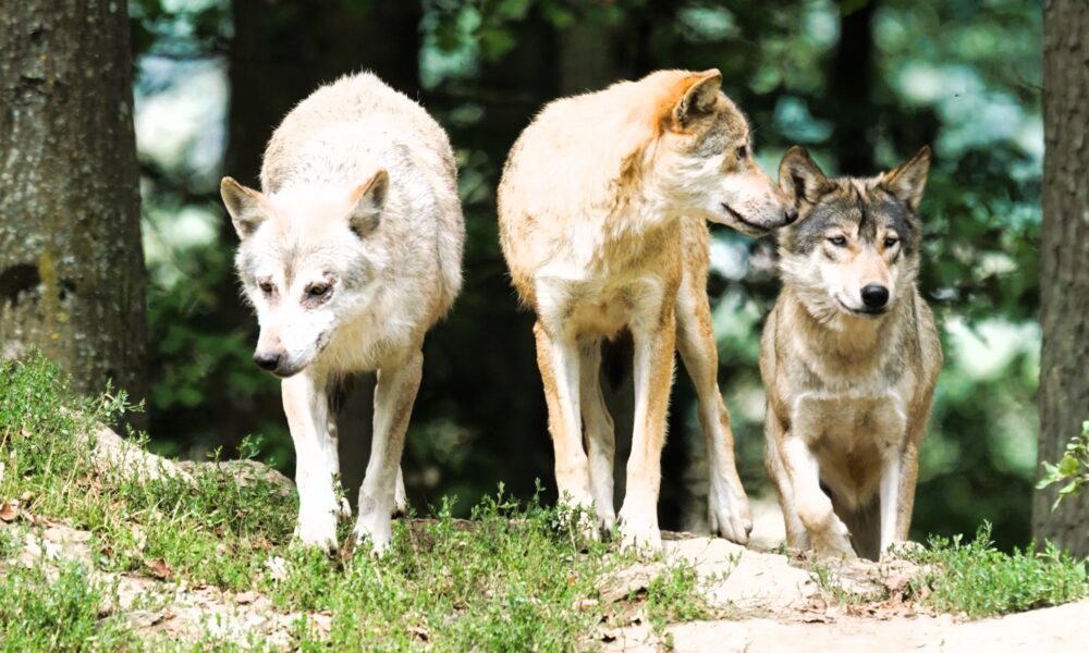 pixel mixer timber wolves 907680 2120 x 1416
