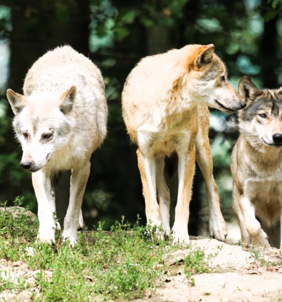 pixel mixer timber wolves 907680 2120 x 1416