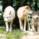 pixel mixer timber wolves 907680 2120 x 1416