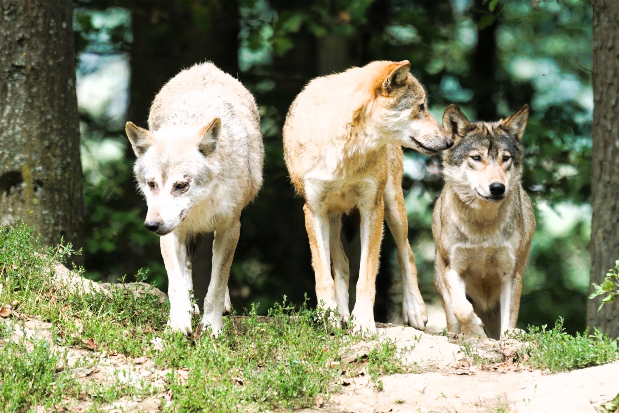 pixel mixer timber wolves 907680 2120 x 1416