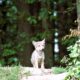 pixel mixer wolf 907682 1920