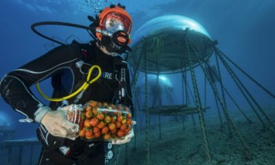 A garden for the sea