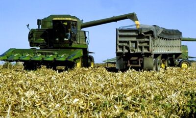 Combine harvesting corn