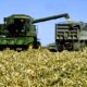 Combine harvesting corn