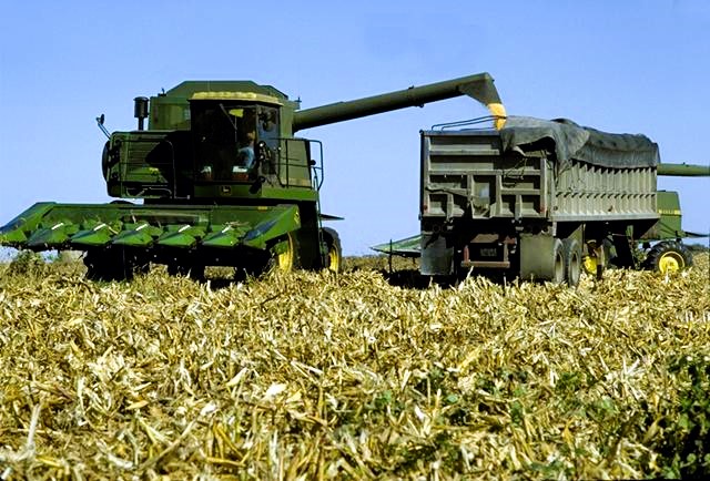 Combine harvesting corn