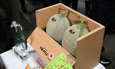 I due meloni da record. Foto dal profilo X Yubari City
