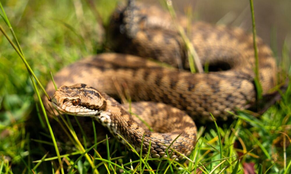 Vipera