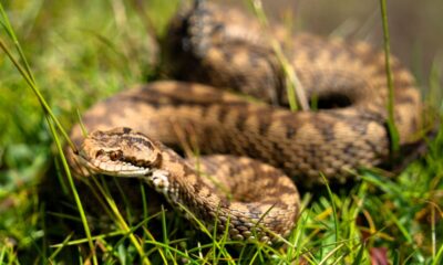 Vipera