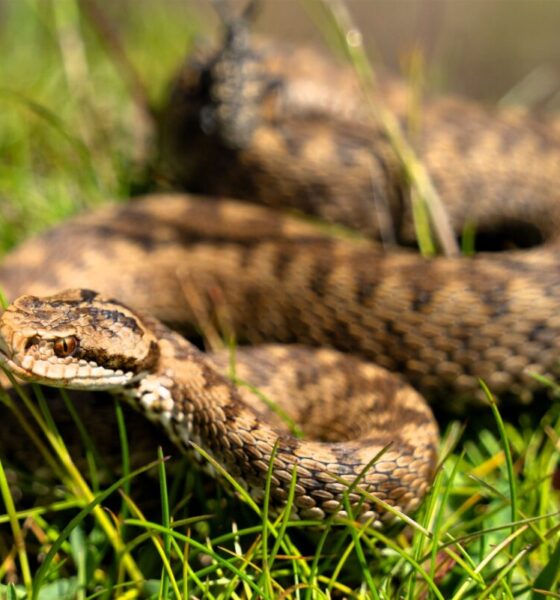 Vipera