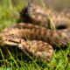 Vipera