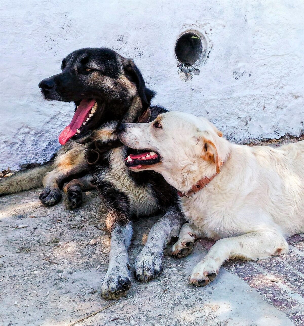 Cani