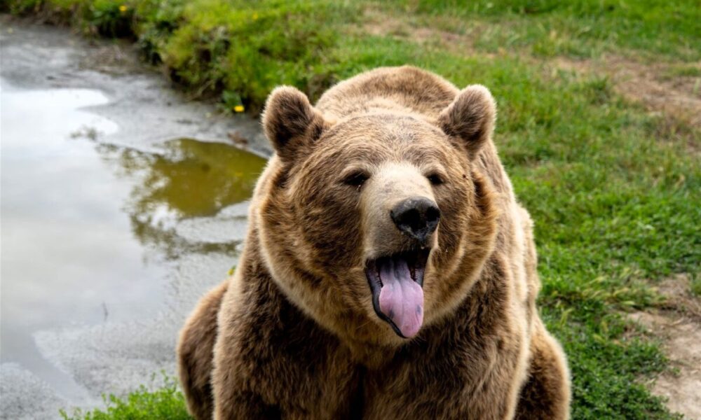 Orso