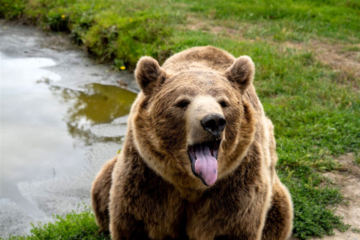 Orso