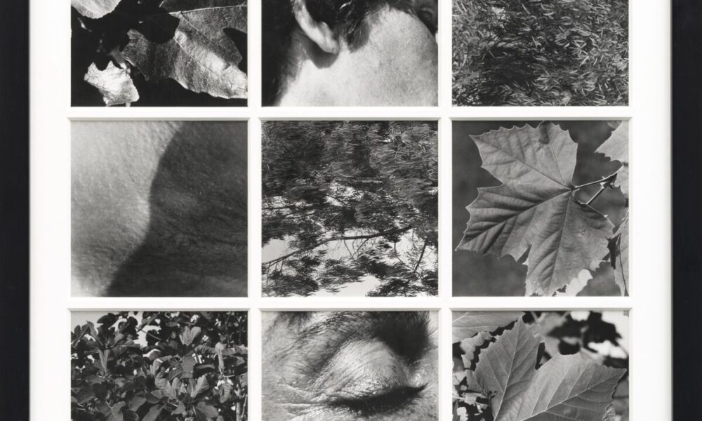 Elisa Montessori, Dafne, stampa fotografica, 75x75 cm, 1977