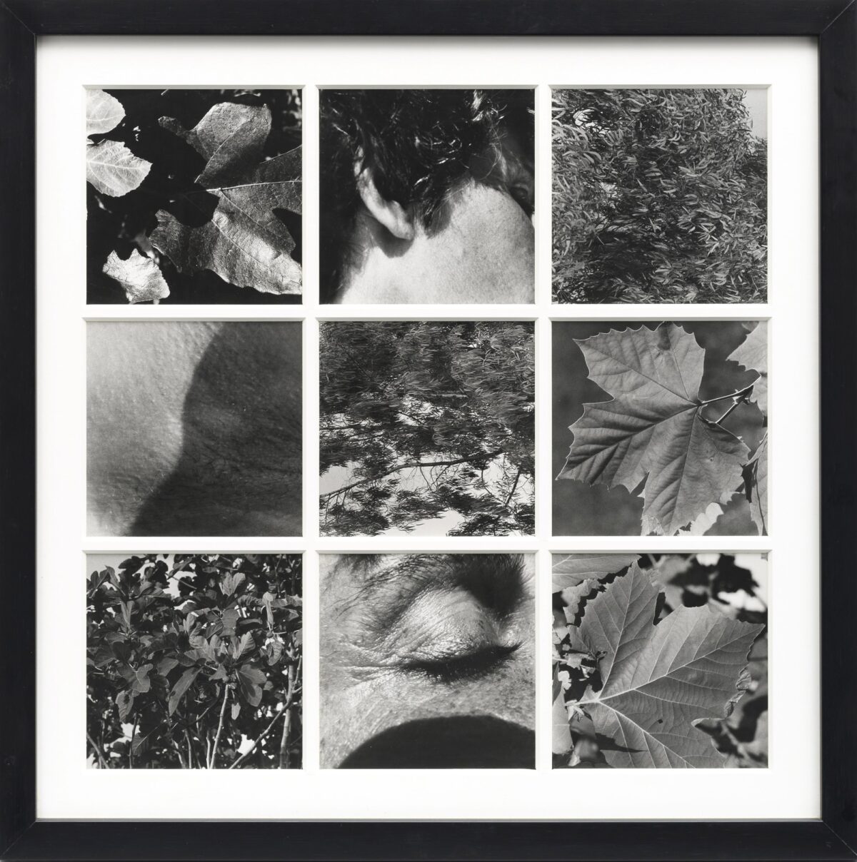 Elisa Montessori, Dafne, stampa fotografica, 75x75 cm, 1977
