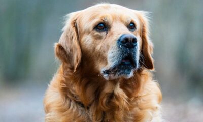 cane Golden Retriever