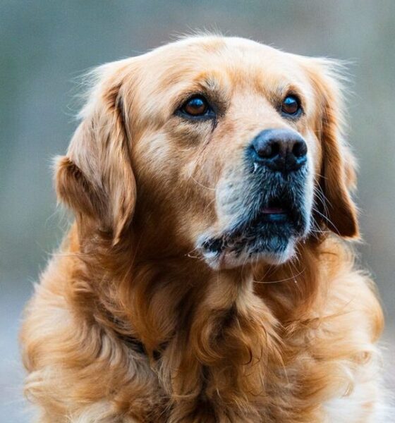 cane Golden Retriever