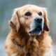 cane Golden Retriever