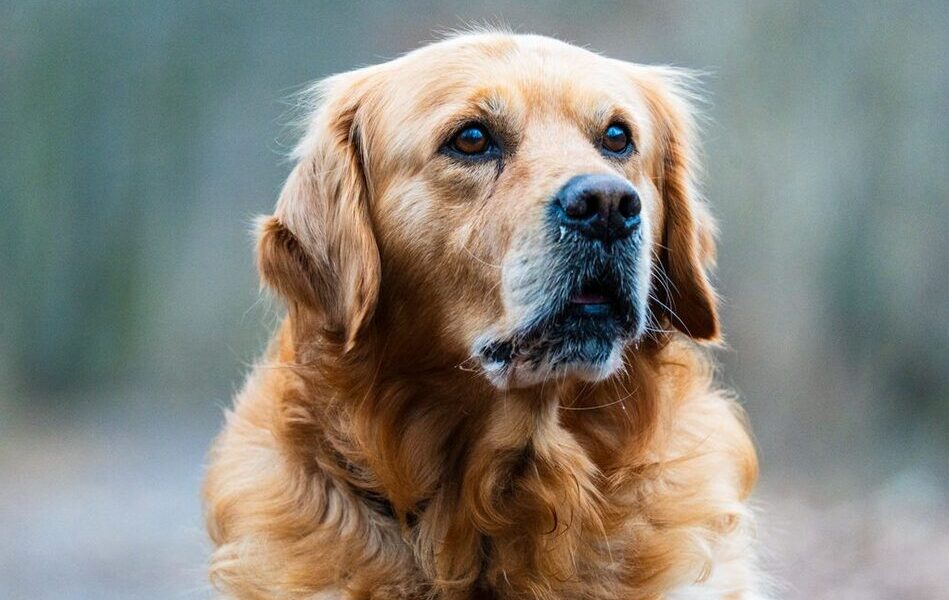 cane Golden Retriever