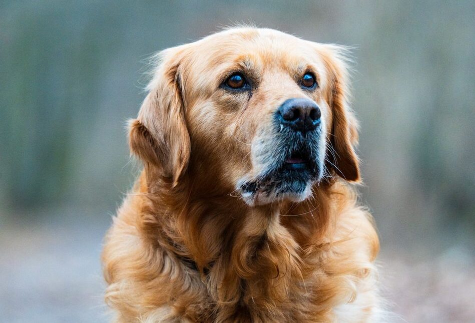 cane Golden Retriever