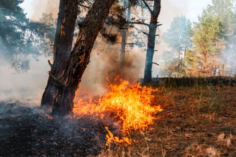 Incendio boschivo