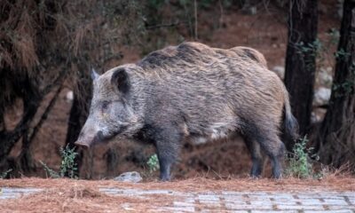 Cinghiale