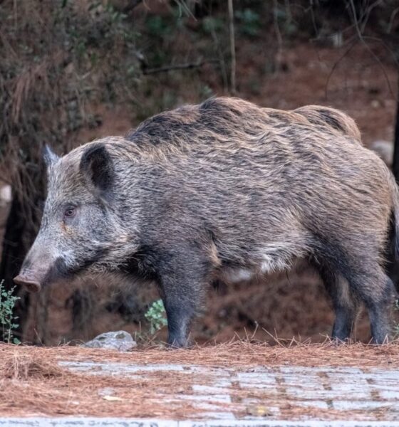 Cinghiale
