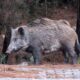 Cinghiale