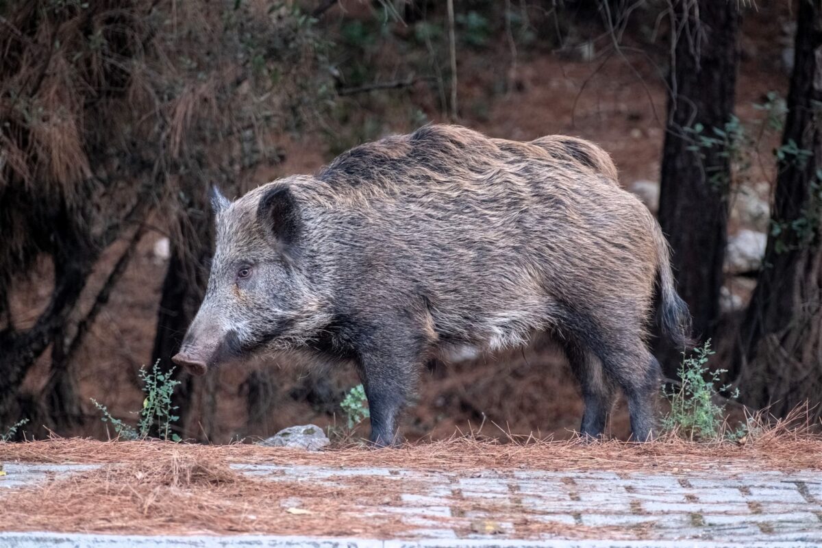 Cinghiale