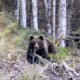 Orso bruno marsicano