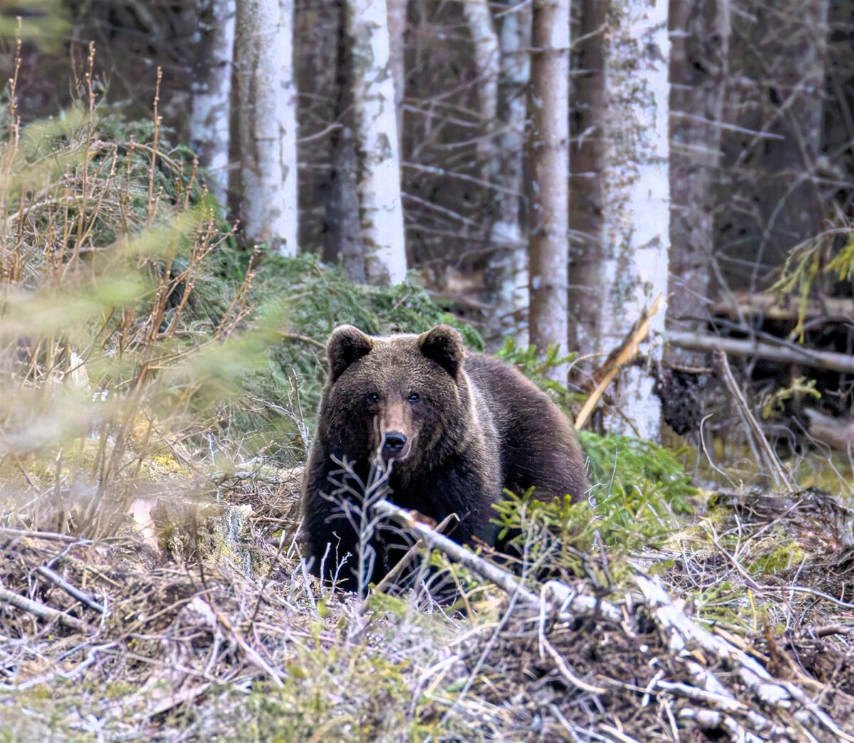 Orso bruno marsicano