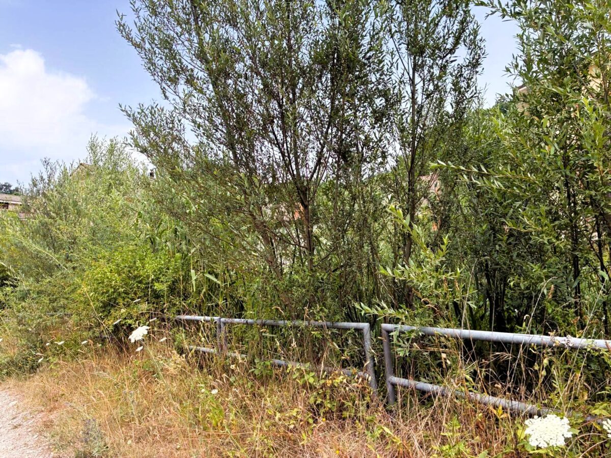 Sicurezza, decoro e tutela dell'ambiente a Carsoli: al via gli attesi lavori di pulizia del Fiume Turano nel tratto "Fosso Sant'Antonio" 46 Pulizia del fiume turano