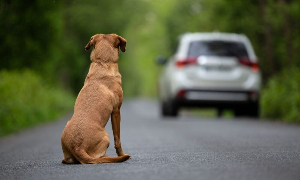 L'infamia degli abbandoni estivi: chi lega un cane in autostrada non è degno di chiamarsi essere umano 166 Cane abbandonato