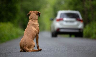 L'infamia degli abbandoni estivi: chi lega un cane in autostrada non è degno di chiamarsi essere umano 167 Cane abbandonato