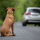 L'infamia degli abbandoni estivi: chi lega un cane in autostrada non è degno di chiamarsi essere umano 168 Cane abbandonato