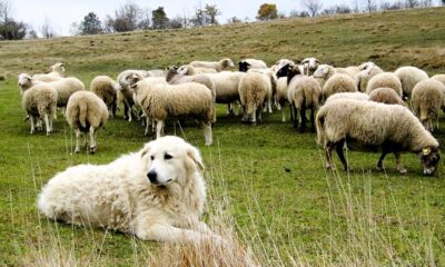Cane da pastore